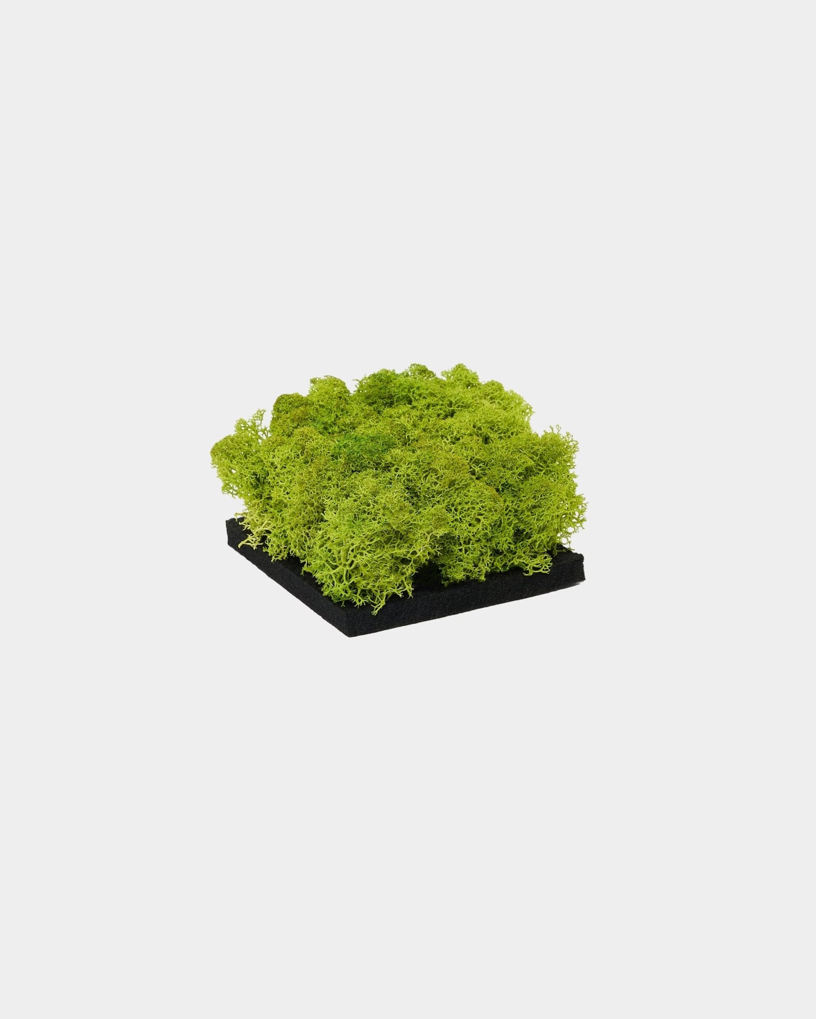 Campione WoodUpp Moss Pannello acustico in Apple Green, con vivace moss stabilizzato verde su una base in black, presentato su uno sfondo bianco semplice.