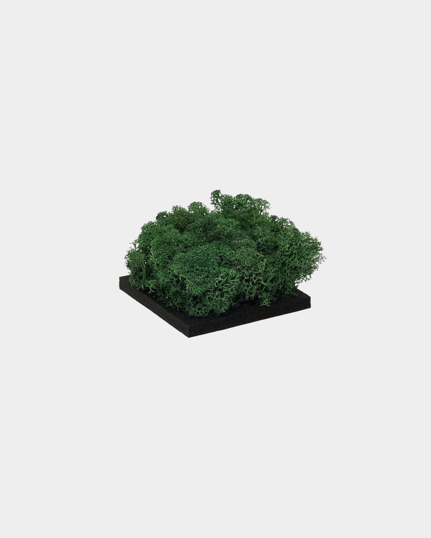 Campione WoodUpp Moss in Moss Green, con un fitto moss verde stabilizzato su una base quadrata in black, presentato su uno sfondo bianco semplice.