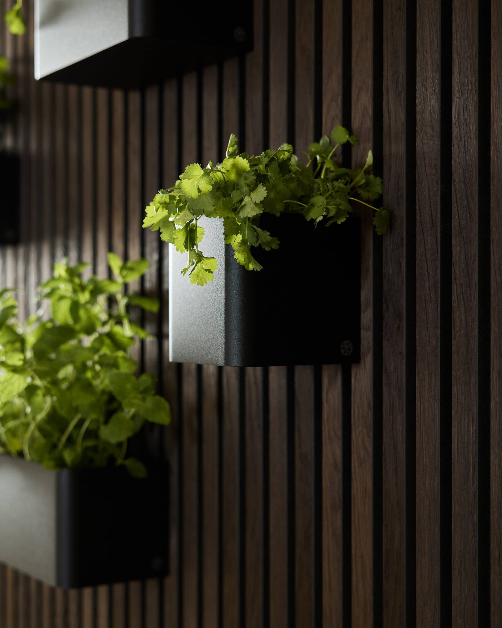 Piante verdi nel Plant Box WoodUpp Norr, 11,9 cm Black, su una parete di pannelli acustici in legno vertical scuro.