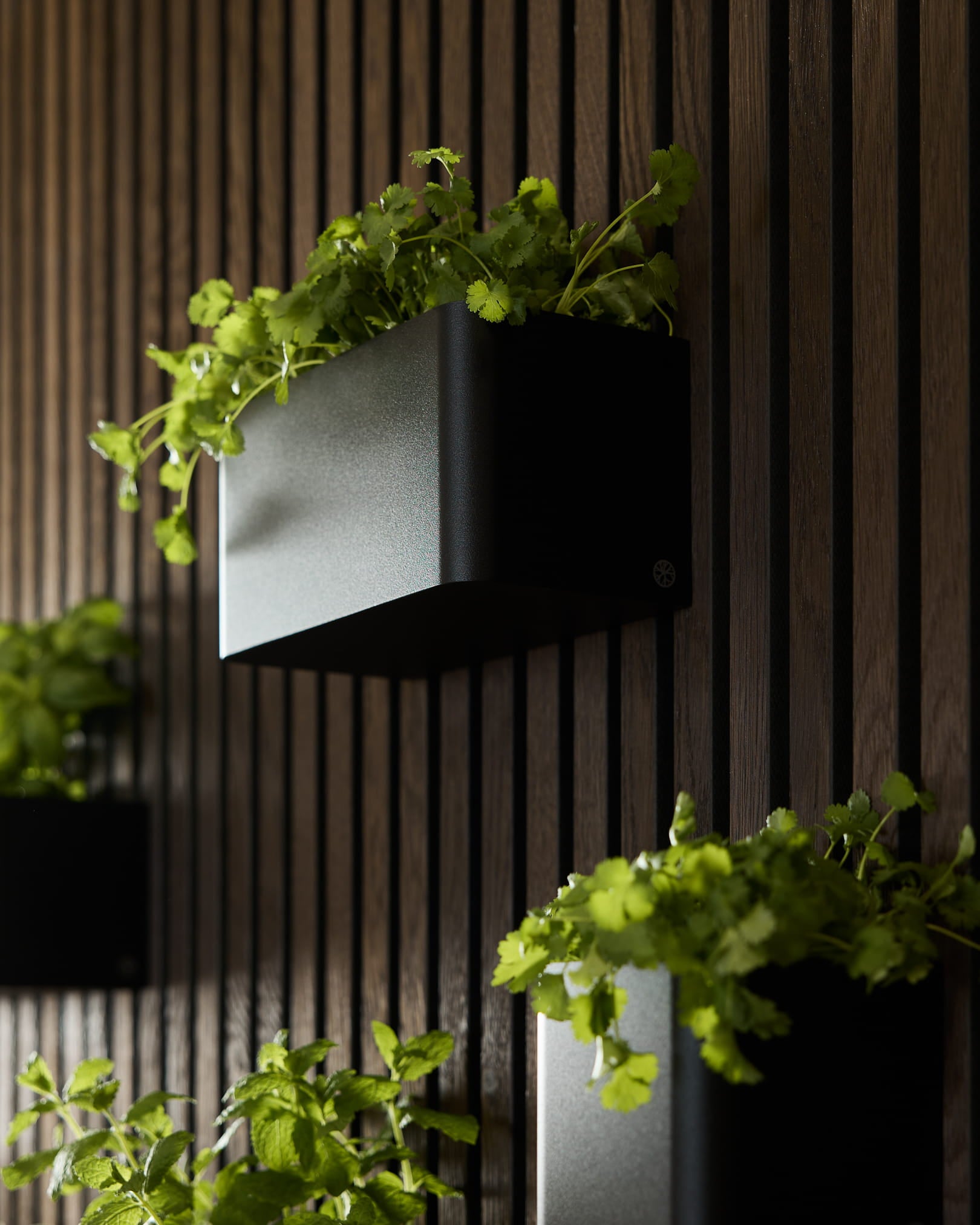 Black vaso portapiante Norr (23,9 cm) di WoodUpp, con piante verdi montate su un Pannello acustico Akupanel in legno scuro vertical.