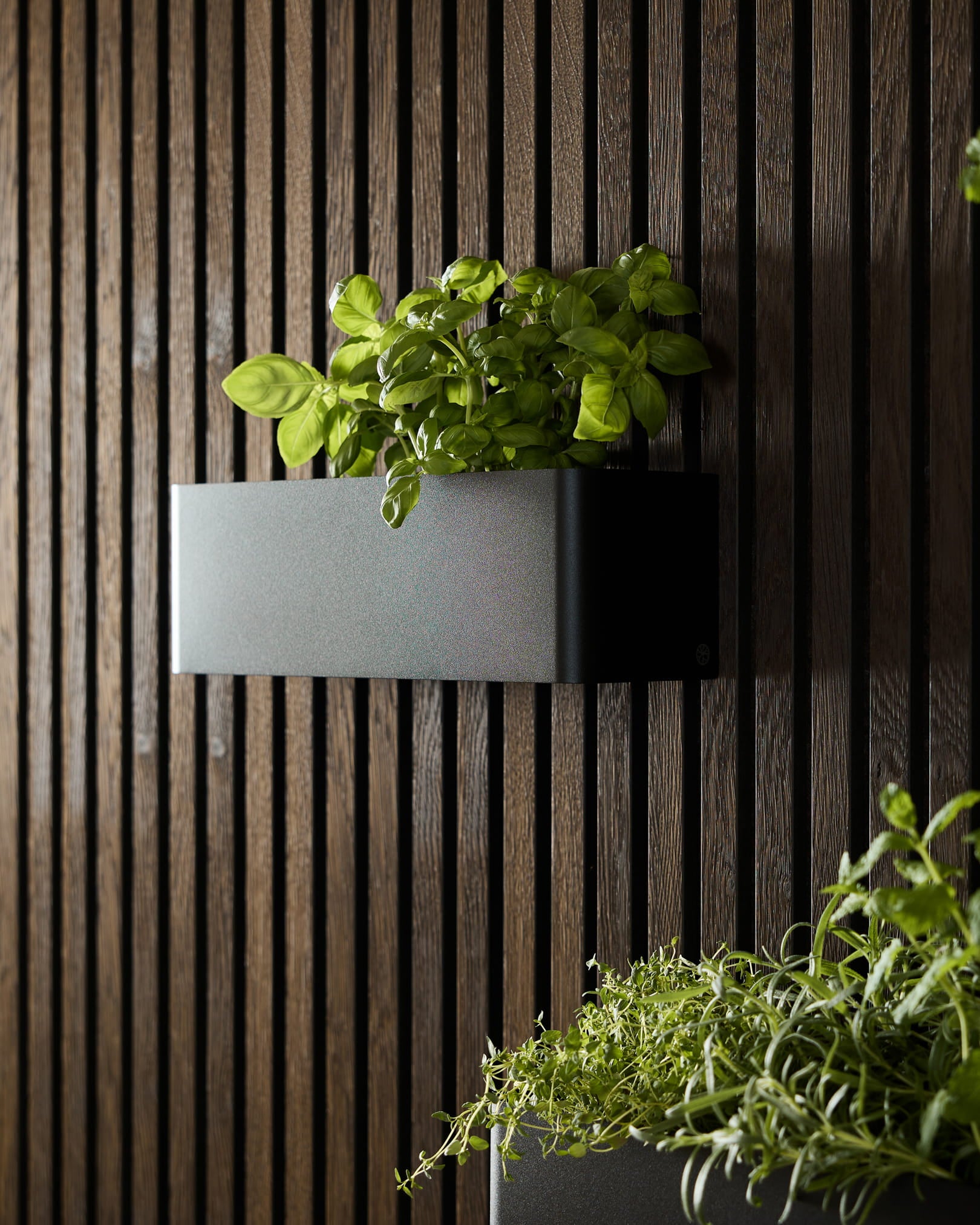 Una Plant Box WoodUpp Norr black (35,9 cm) con basilico verde, posizionata su un pannello acustico scuro a doghe, accanto a un’altra fioriera con verdure a foglia.