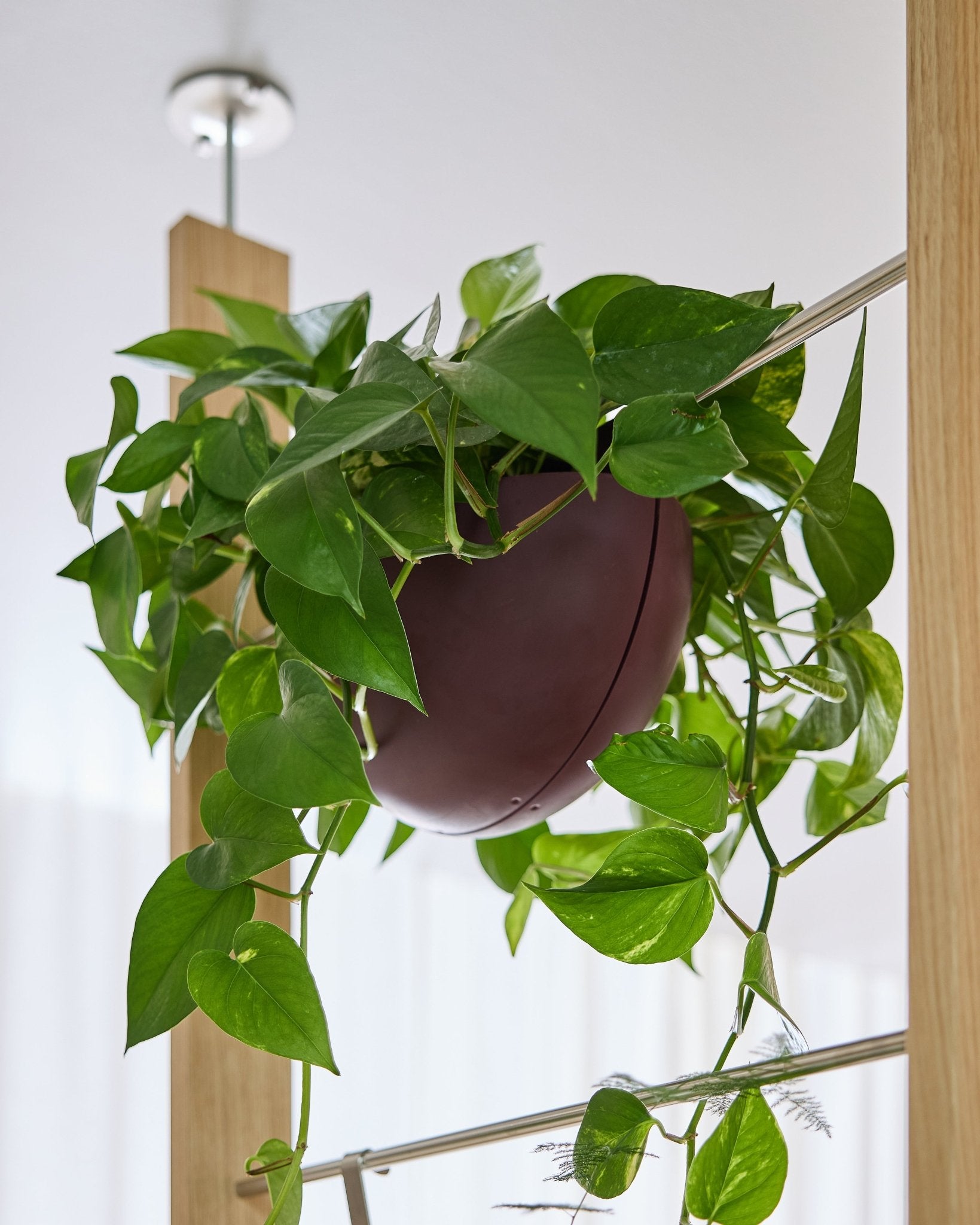 Un pothos cresce in un vaso Gro Soft Pocket BM2 Ox Red (4 l) di WoodUpp, appeso all’interno su un pannello acustico con i rami che ricadono a cascata.